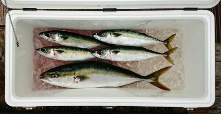 火遠理丸(ほおりまる) 釣果