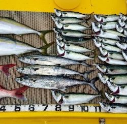 火遠理丸(ほおりまる) 釣果