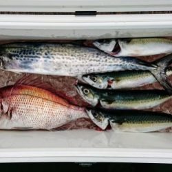 火遠理丸(ほおりまる) 釣果