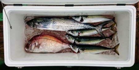 火遠理丸(ほおりまる) 釣果