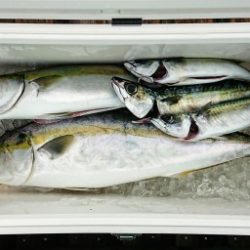 火遠理丸(ほおりまる) 釣果