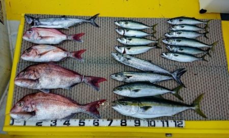 火遠理丸(ほおりまる) 釣果