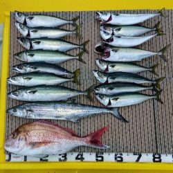 火遠理丸(ほおりまる) 釣果