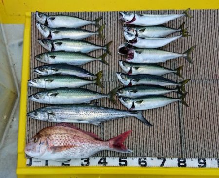 火遠理丸(ほおりまる) 釣果