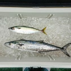 火遠理丸(ほおりまる) 釣果