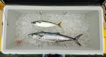 火遠理丸(ほおりまる) 釣果