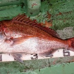 火遠理丸(ほおりまる) 釣果