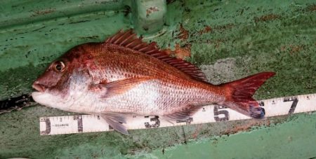 火遠理丸(ほおりまる) 釣果