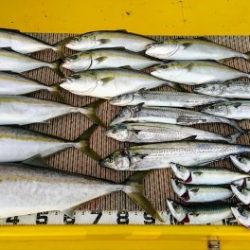 火遠理丸(ほおりまる) 釣果