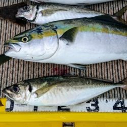 火遠理丸(ほおりまる) 釣果