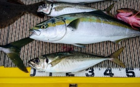 火遠理丸(ほおりまる) 釣果