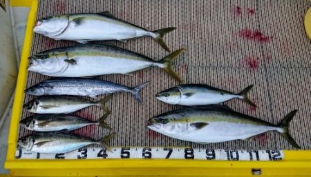 火遠理丸(ほおりまる) 釣果