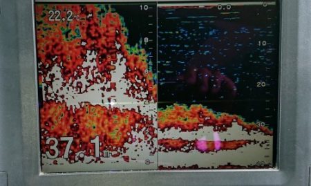 火遠理丸(ほおりまる) 釣果