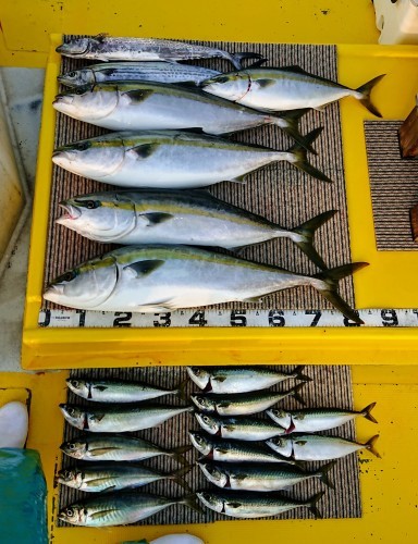 火遠理丸（ほおりまる） 釣果