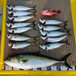 火遠理丸(ほおりまる) 釣果