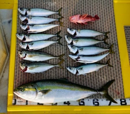 火遠理丸(ほおりまる) 釣果