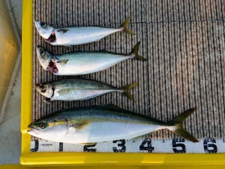 火遠理丸(ほおりまる) 釣果