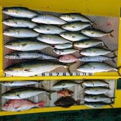 火遠理丸(ほおりまる) 釣果