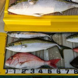 火遠理丸(ほおりまる) 釣果