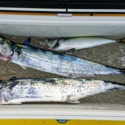 火遠理丸(ほおりまる) 釣果