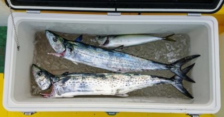 火遠理丸(ほおりまる) 釣果