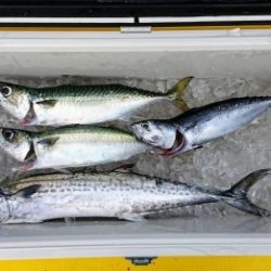 火遠理丸(ほおりまる) 釣果