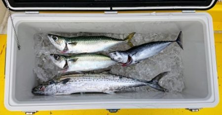 火遠理丸(ほおりまる) 釣果