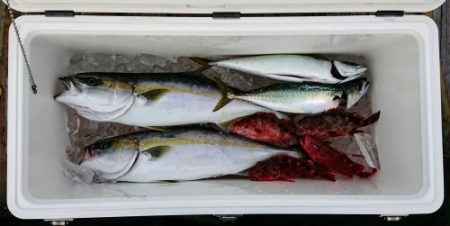 火遠理丸(ほおりまる) 釣果