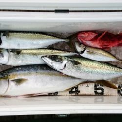 火遠理丸(ほおりまる) 釣果