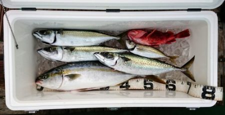 火遠理丸(ほおりまる) 釣果