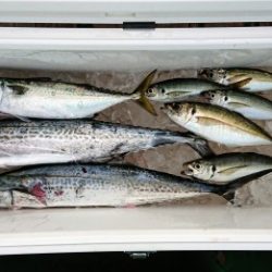 火遠理丸(ほおりまる) 釣果