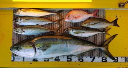 火遠理丸(ほおりまる) 釣果