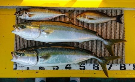 火遠理丸（ほおりまる） 釣果