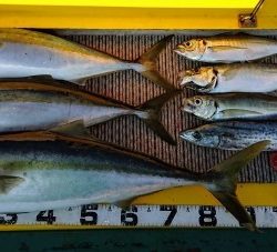 火遠理丸(ほおりまる) 釣果