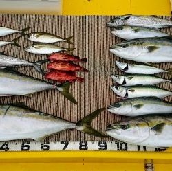 火遠理丸（ほおりまる） 釣果