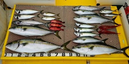 火遠理丸（ほおりまる） 釣果