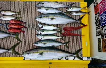 火遠理丸（ほおりまる） 釣果