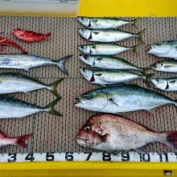 火遠理丸（ほおりまる） 釣果