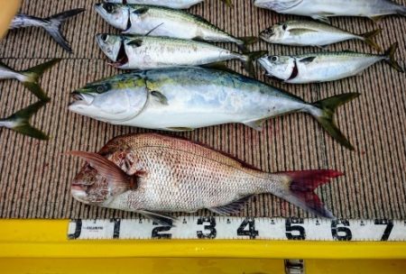 火遠理丸（ほおりまる） 釣果