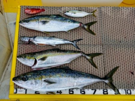 火遠理丸（ほおりまる） 釣果