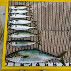 火遠理丸（ほおりまる） 釣果