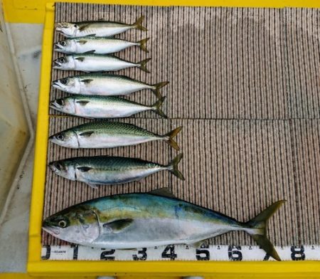 火遠理丸（ほおりまる） 釣果