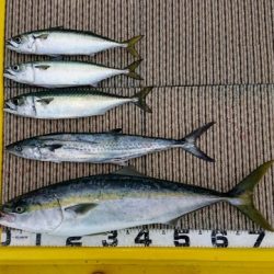 火遠理丸（ほおりまる） 釣果