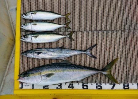 火遠理丸（ほおりまる） 釣果