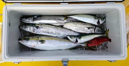 火遠理丸(ほおりまる) 釣果