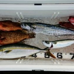 火遠理丸(ほおりまる) 釣果