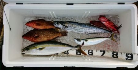 火遠理丸(ほおりまる) 釣果