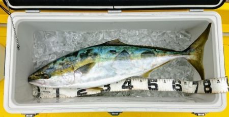 火遠理丸(ほおりまる) 釣果