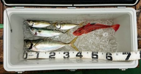 火遠理丸(ほおりまる) 釣果