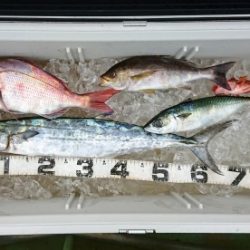 火遠理丸(ほおりまる) 釣果